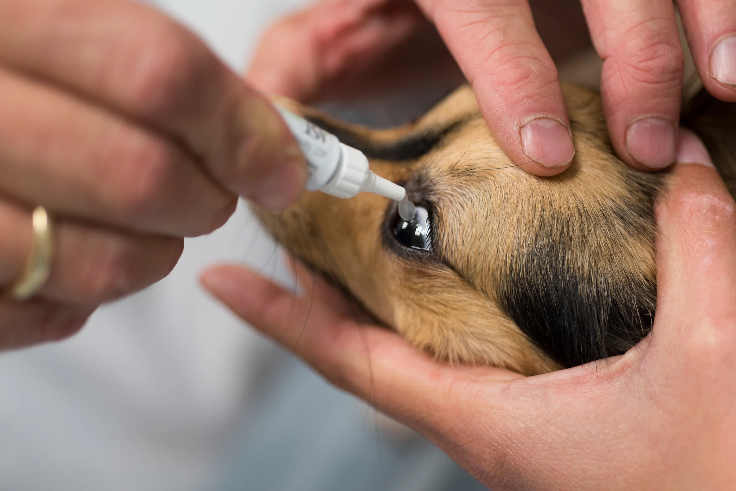 Dierenarts
