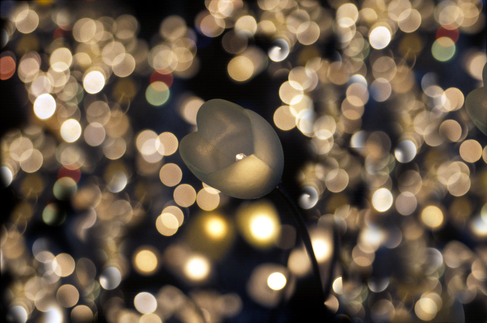 Lichtjes